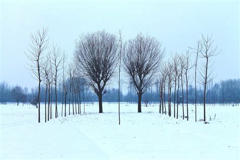 Free Images Landscape Tree Outdoor Branch Snow Frost Weather