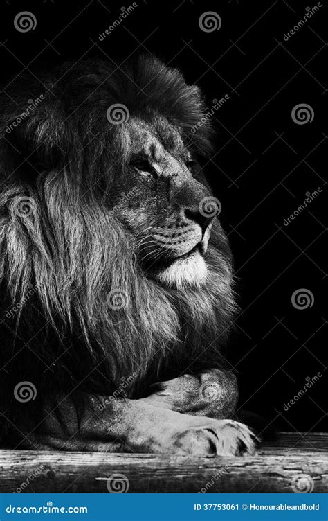 Melanistic Lion Wallpaper