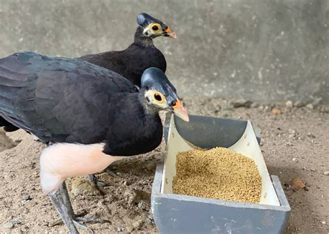 Ada Konservasi Maleo Di Palu Terbuka Untuk Umum Sekaligus Jadi Pusat