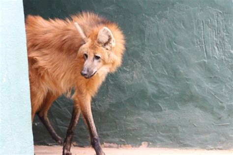 Três lobos guarás ganham novo lar em Ipatinga Aconteceu no Vale