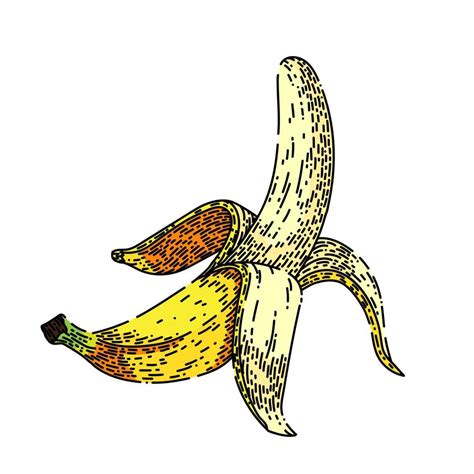 Banana Peeled Sketch Hand Drawn Vector 17588739 Vector Art At Vecteezy