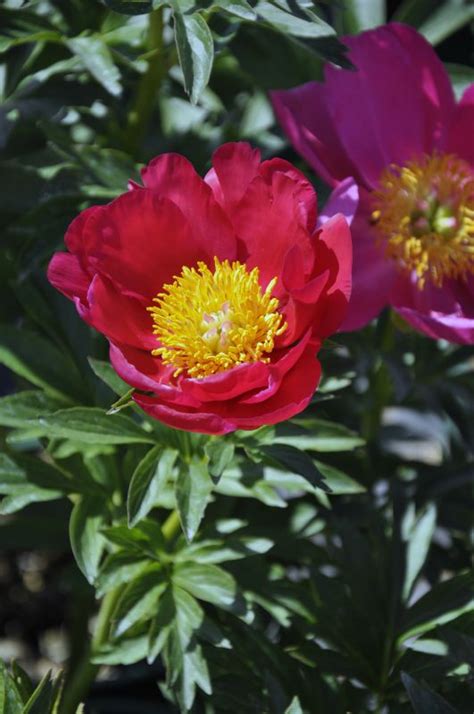 Paeonia X Cultorum Scarlet OHara Frikarti Stauden AG