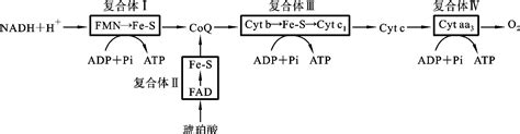 线粒体氧化体系生物化学挂云帆