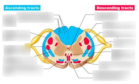 Spinal tracts Diagram | Quizlet