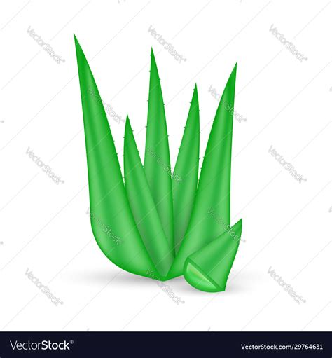 Realistic Aloe Vera Plant Natural Organic Product Vector Image