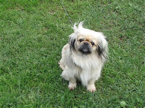 Pekingese Puppies for Sale in CA | Lancaster Puppies