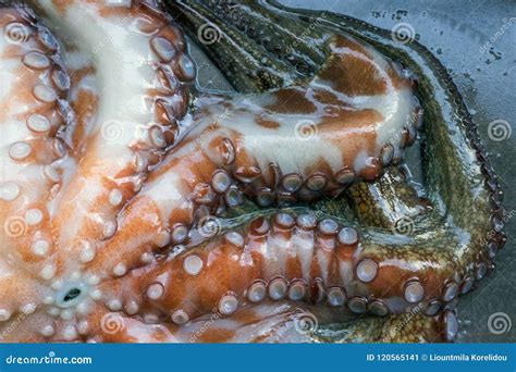 Pulpo Crudo Entero En Una Tabla De Piedra Negra Comida Sana Del