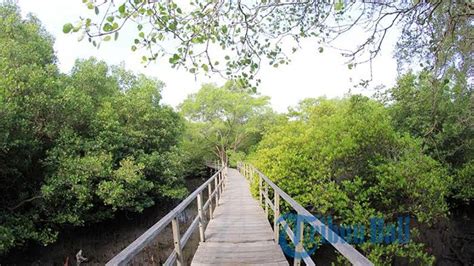 Puluhan Kepala Negara Akan Hadiri Ktt G Dan Ikut Menanam Mangrove Di