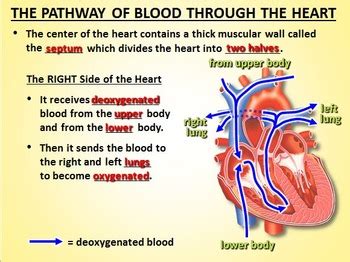 Heart Circulation - PowerPoint {Editable} by Tangstar Science | TPT