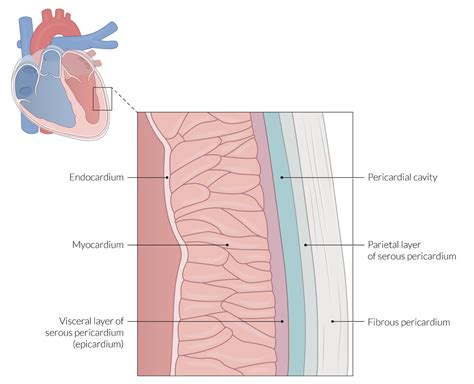 Myocardium Endocardium And Pericardium