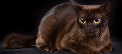 Burmese Cat Personality: How Do Burmese Cats Act? | Litter-Robot