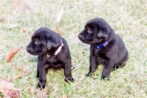 Black Lab Puppy Purebred for adoption - almost 7 weeks old for Sale in La Grange, Kentucky ...