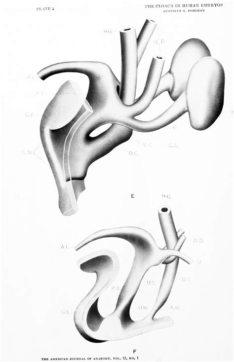 Paper - The development of the cloaca in human embryos - Embryology