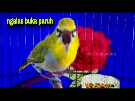 Pancingan Pleci Bustomi Agar Pleci Cepat Ngalas Gacor Buka Paruh YouTube