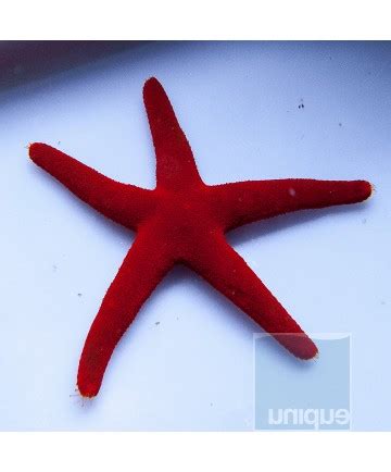 Red Fromia Starfish