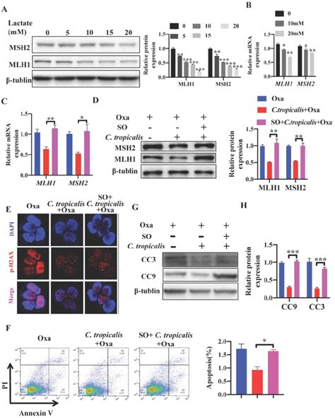 C Tropicalis Promotes Crc Chemotherapy Resistance To Oxaliplatin Via