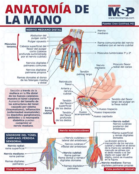 Anatomia De La Mano Anatomia Humana Mano Sistema Mus NBKomputer