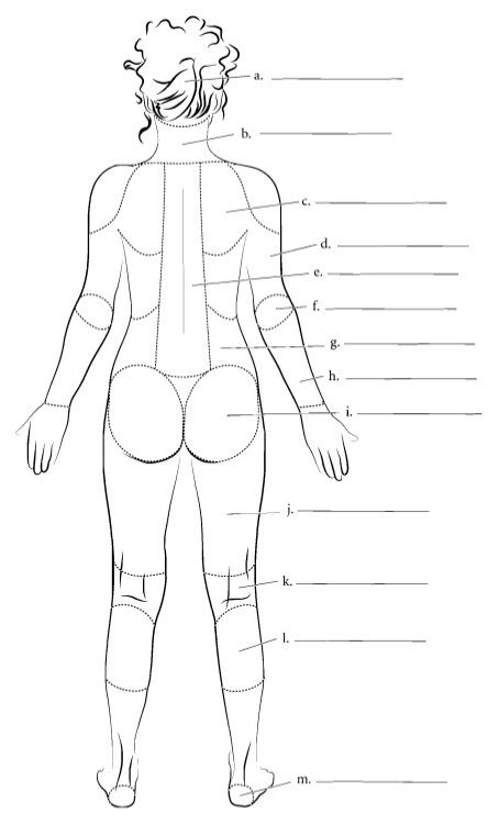 Body Regions Posterior Diagram Quizlet