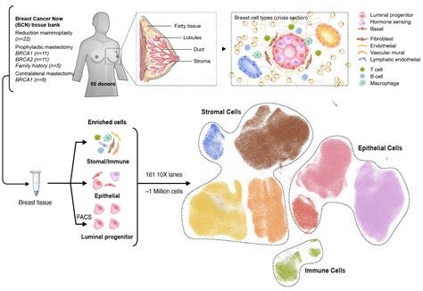 Human Breast Cell Atlas Project — Wtklab