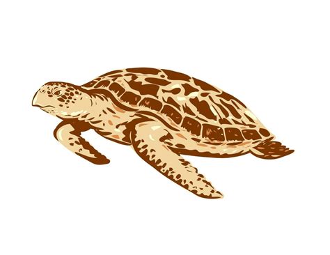 Hawksbill Sea Turtle Or Eretmochelys Imbricata Side View Wpa Art