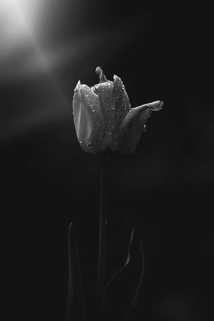 Premium Photo Red Tulip With Water Droplets In The Garden