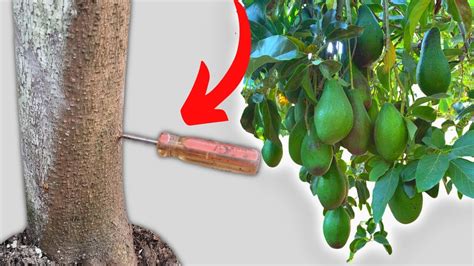 Capar Árbol de Aguacate o Palta para Activar la Floración y Cuaje de