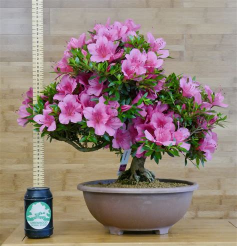 Satsuki Azalea Bonsai "Osakazuki" - Greenwood Bonsai Studio