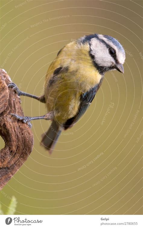 Kernbei Er Auf Ast Sitzend Ein Lizenzfreies Stock Foto Von Photocase