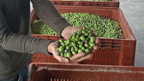 Manosque au Moulin de l Olivette la période la plus chargée de l