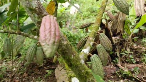 Cacao Nacional Y Ccn51 Plantas Youtube