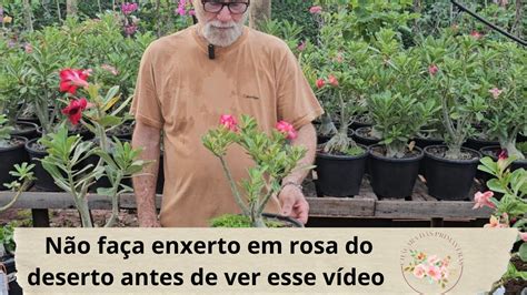 Aprenda A Fazer Enxerto Em Rosa Do Deserto Rosadodeserto Youtube