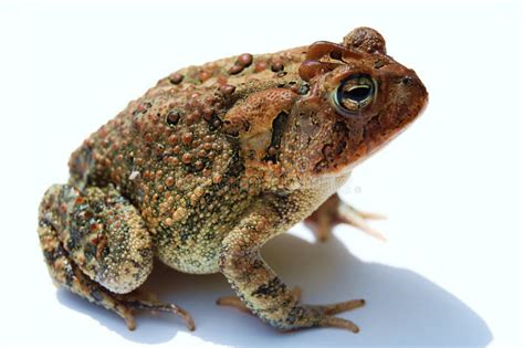 Toad stock photo. Image of fauna, nature, amphibian, phobia - 6415490