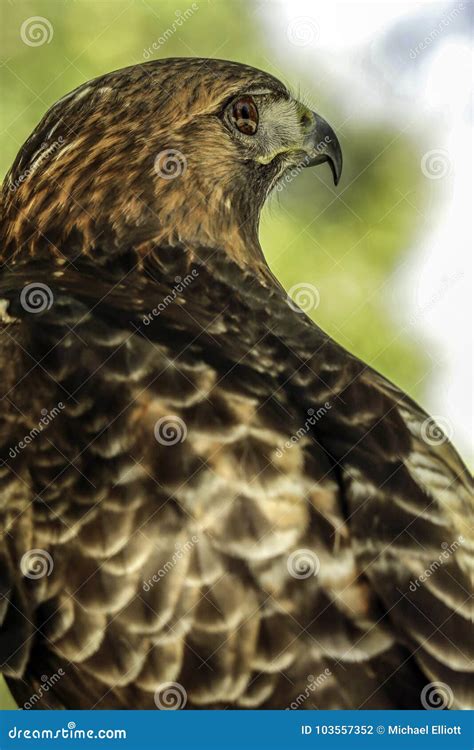 Red Tail Hawk stock photo. Image of fauna, ferruginous - 103557352