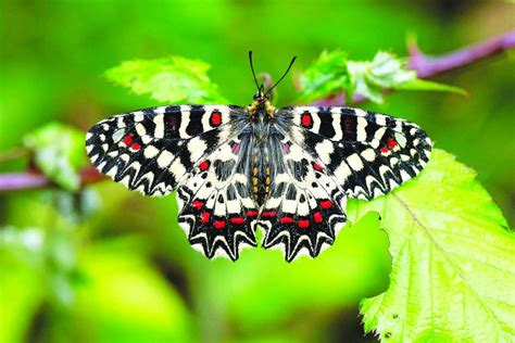 Ein Fünftel der europäischen Flora und Fauna ist vom Aussterben bedroht