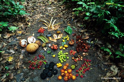 tropical rainforest fruits