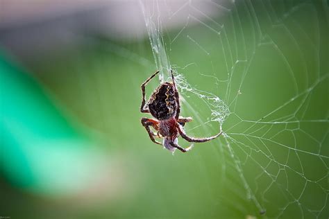 Black Barn Spider on spider web in closeup photography HD wallpaper ...