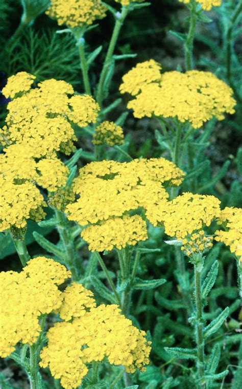 Achillea Tomentosa Aurea Armlee Nurseries