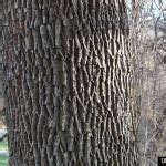 white-ash-tree-bark | Be a Smart Ash