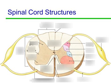 Ch 14 Spinal Cord Structure Pt 2 Diagram Quizlet