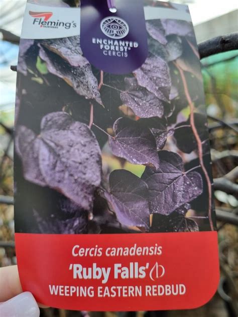 Cercis Ruby Falls Pbr Weeping Redbud Pot Hello Hello Plants