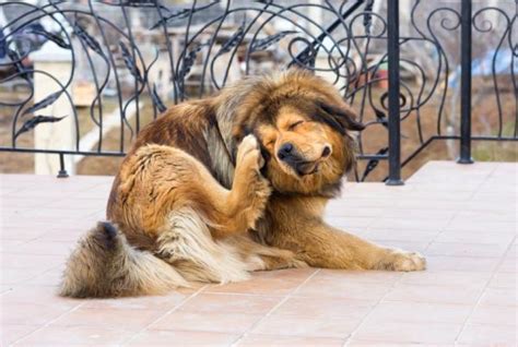 Qué enfermedades transmiten los perros a las personas