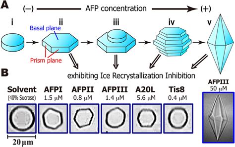 Relationship Between The Morphology Of A Single Ice Crystal And Afp