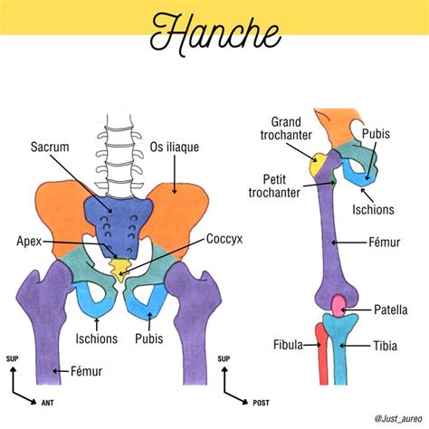 hanche body anatomy medical school life nursing school tips