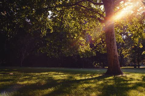 Free Images Tree Nature Forest Grass Branch Light Sun Sunset