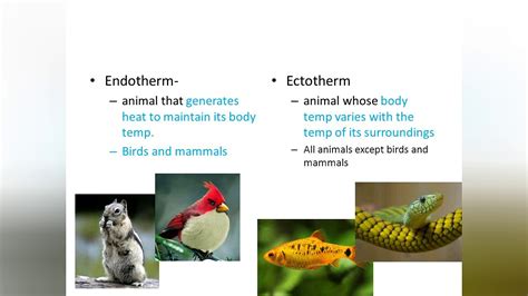 Endotherm Vs Ectotherm Venn Diagram Endotherms Vs Ectotherms