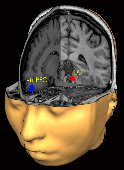 How does the brain manage our anger? – Atlas of Science