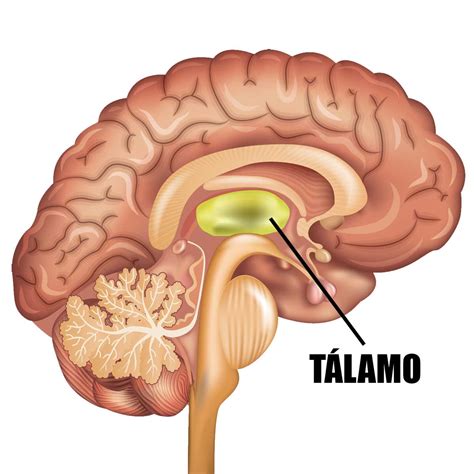 El T Lamo Localizaci N Funciones N Cleos Y Trastornos Asociados