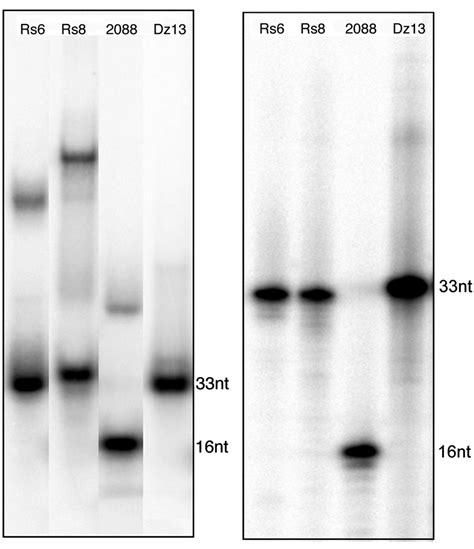 Gel Electrophoresis Of Several Oligonucleotides Of Interest A Under Download Scientific