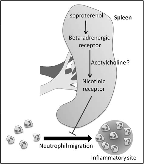 Schematic diagram for the mechanism of action involved in the ...