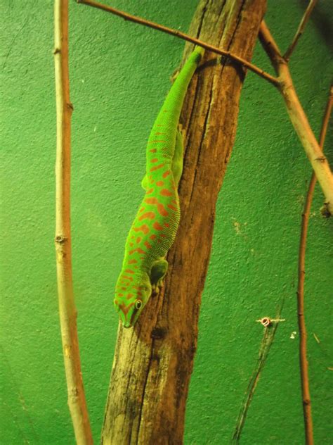 Madagascan Giant Day Gecko Zoochat